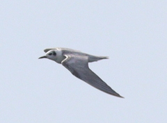 Chlidonias