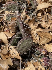 Opuntia gilvescens