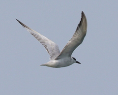 Chlidonias