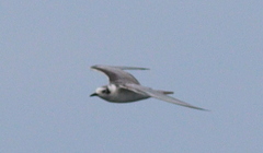 Chlidonias