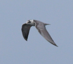 Chlidonias