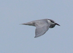 Chlidonias