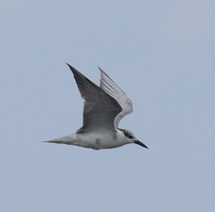 Chlidonias