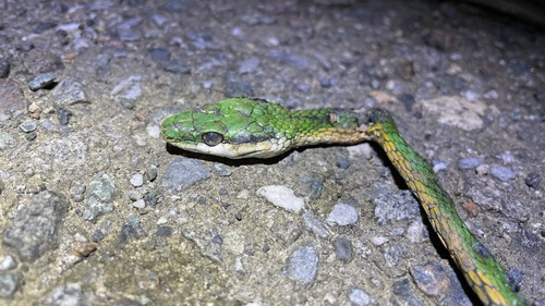 Green-and-yellow Parrot Snake, Leptophis coeruleodorsus