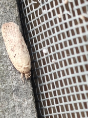 Agonopterix yeatiana