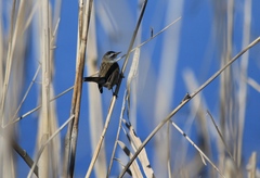 Acrocephalus melanopogon