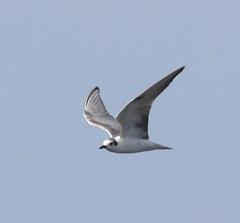 Chlidonias
