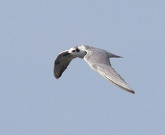 Chlidonias