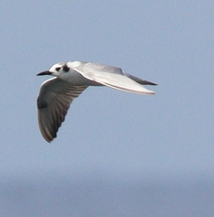 Chlidonias