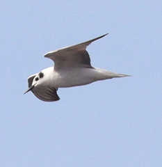 Chlidonias
