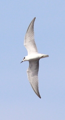 Chlidonias