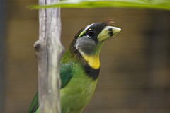 Psilopogon pyrolophus