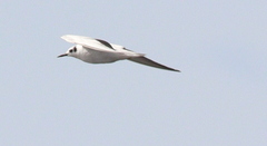 Chlidonias