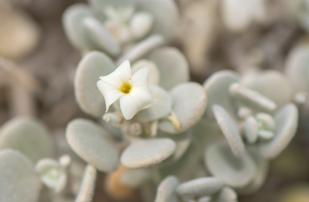 Lachnocapsa spathulata