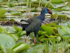Porphyrio madagascariensis