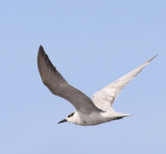 Chlidonias