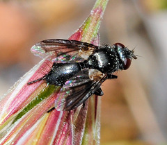 Periscepsia carbonaria