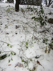 Chenopodium ucrainicum