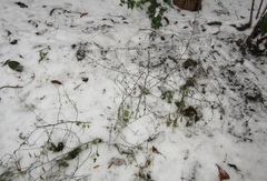 Chenopodium ucrainicum