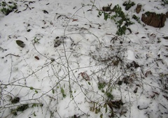 Chenopodium ucrainicum
