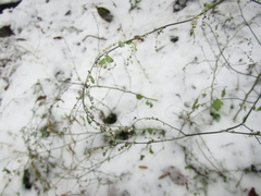 Chenopodium ucrainicum