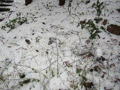 Chenopodium ucrainicum