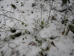 Chenopodium ucrainicum
