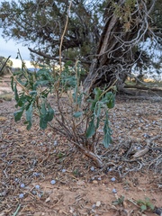 Chamaesaracha coronopus