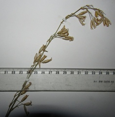 Silene chlorantha
