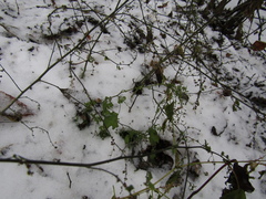Chenopodium ucrainicum