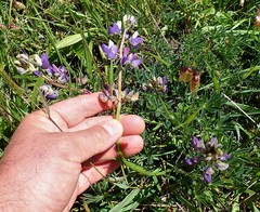 Lupinus variicolor