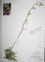 Silene chlorantha