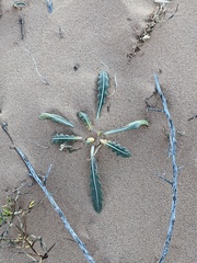 Mentzelia multiflora