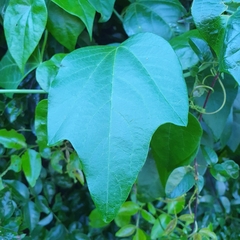 Passiflora herbertiana herbertiana