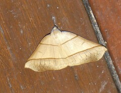 Systatica xanthastis