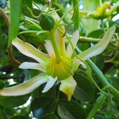 Passiflora herbertiana herbertiana