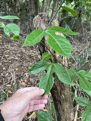 Passiflora edulis flavicarpa