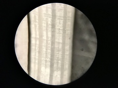 Scaphopoda