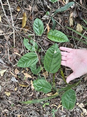 Passiflora edulis flavicarpa