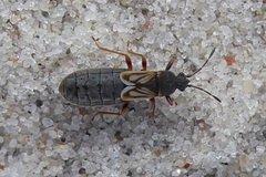 Ischnodemus sabuleti