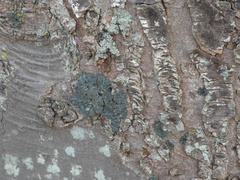 Hyperphyscia adglutinata