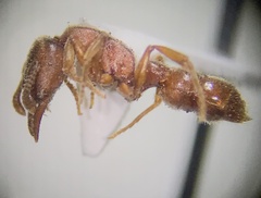 Stigmatomma pallipes