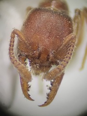 Stigmatomma pallipes