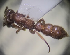 Stigmatomma pallipes