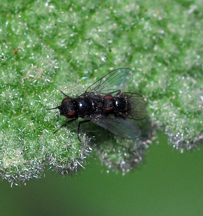Phaonia atriceps
