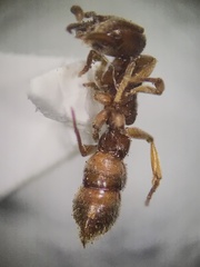 Stigmatomma pallipes