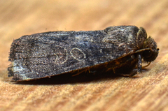Orthodes cynica