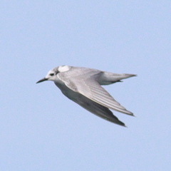 Chlidonias
