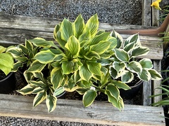 Hosta plantaginea