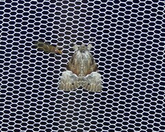 Alophosoma emmelopis